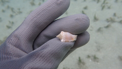 Canarium microurceum