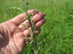 Artemisia laciniata