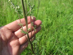Artemisia laciniata