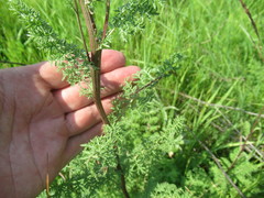 Artemisia laciniata
