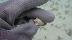 Canarium microurceum