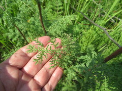 Artemisia laciniata