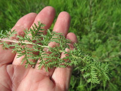 Artemisia laciniata