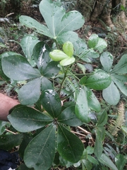 Cussonia thyrsiflora