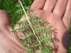 Artemisia laciniata