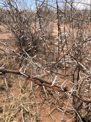 Vachellia nebrownii