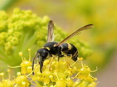Ancistrocerus biphaleratus