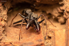 Myrmarachne marshalli