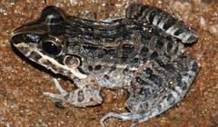 Leptodactylus fragilis