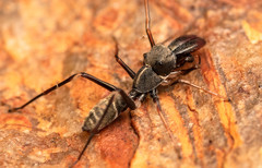 Myrmarachne marshalli