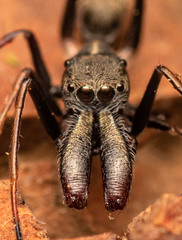 Myrmarachne marshalli