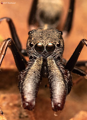 Myrmarachne marshalli