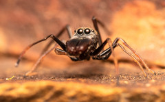 Myrmarachne marshalli