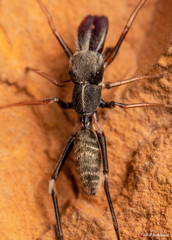 Myrmarachne marshalli