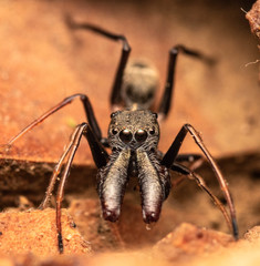 Myrmarachne marshalli