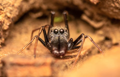 Myrmarachne marshalli