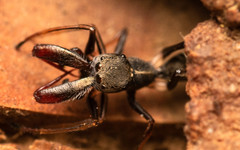 Myrmarachne marshalli