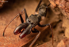 Myrmarachne marshalli