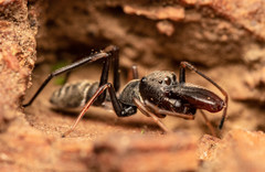 Myrmarachne marshalli