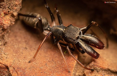 Myrmarachne marshalli