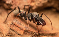 Myrmarachne marshalli