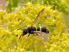 Ancistrocerus biphaleratus