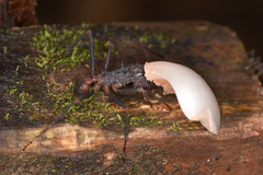 Acromyrmex volcanus