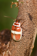 Asphaera discicollis
