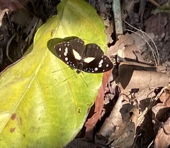 Aterica galene extensa