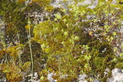 Didymodon xanthocarpus