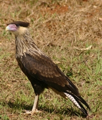 Caracara plancus