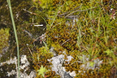 Didymodon xanthocarpus