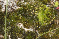 Brachymenium dicranoides