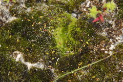 Brachymenium dicranoides
