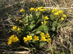 Caltha palustris palustris