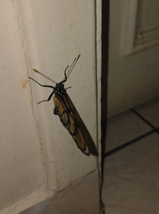 Methona themisto