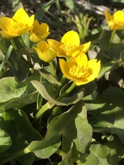 Caltha palustris palustris