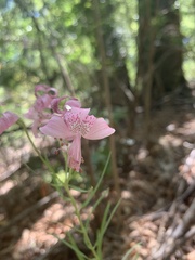 Alstroemeria revoluta