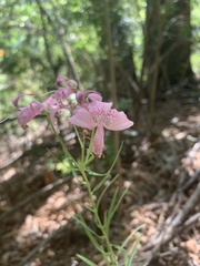 Alstroemeria revoluta