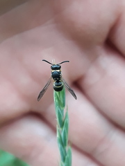 Antepipona orbitalis