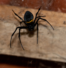 Nephilingis cruentata