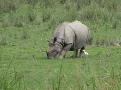 Rhinoceros unicornis