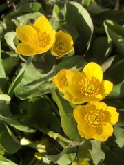 Caltha palustris palustris