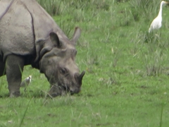 Rhinoceros unicornis