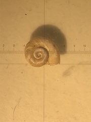 Gyraulus