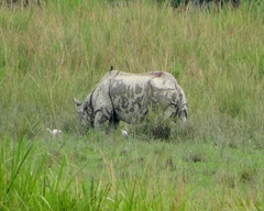 Rhinoceros unicornis