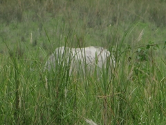 Rhinoceros unicornis