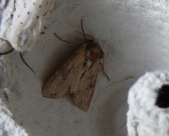 Apamea crenata