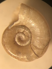 Gyraulus