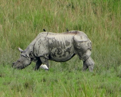 Rhinoceros unicornis